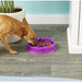 Awkward hound Medium / purple Outward Hound Purple Flower Slow Feeder Dog Bowl - Mini/Medium Size