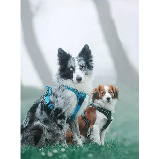 Truelove small / Blue TRUE LOVE Adjustable Reflective No-Pull Harness - Small Dogs, Safety and Control